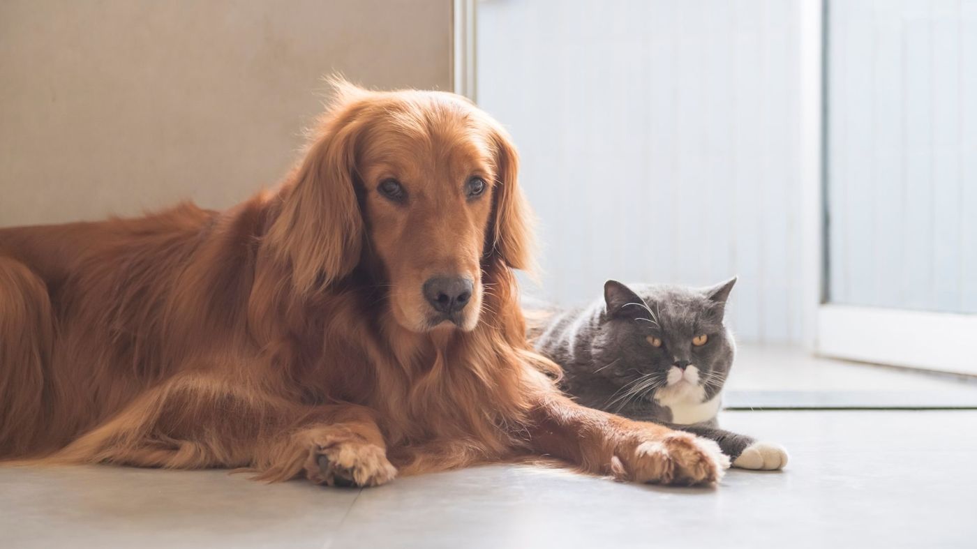 Golden retriever and grey cat resting together at home