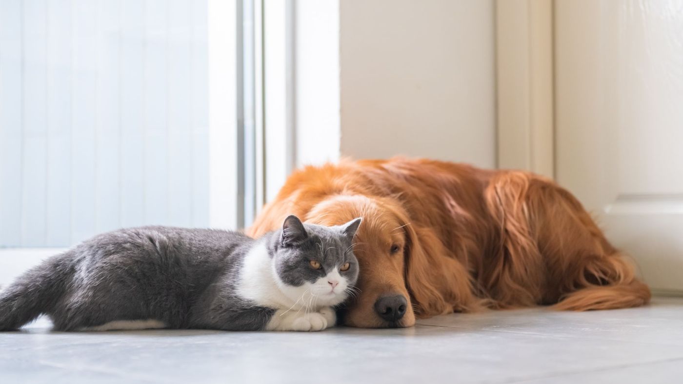 Cat and golden retriever lying side by side in a bright room