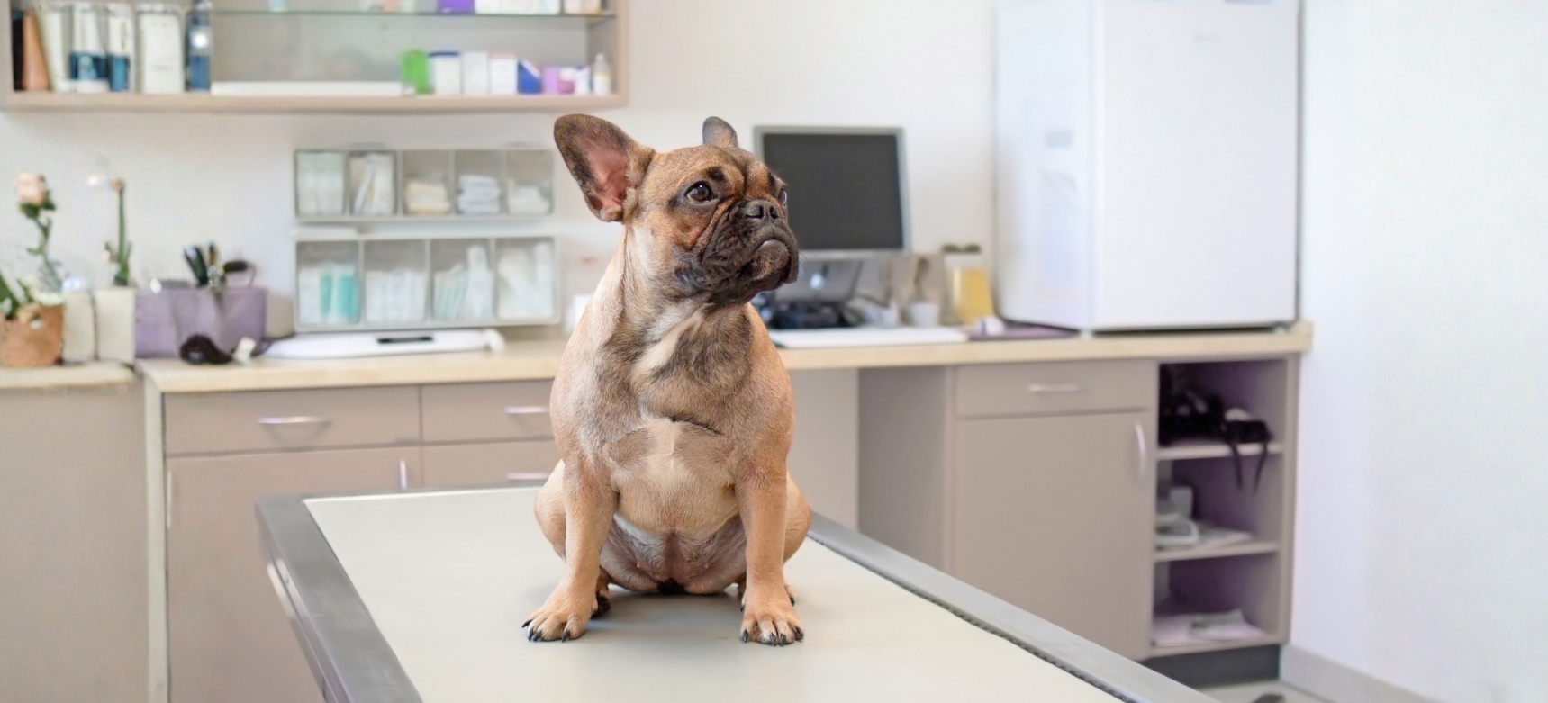 Veterinarian gently examining a dog
